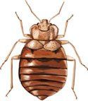 Bedbug