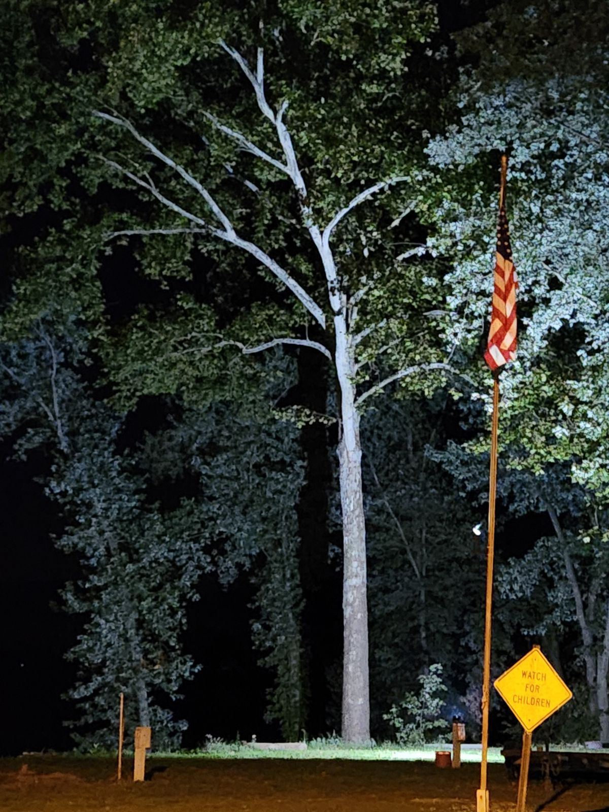 A tree with a yellow sign that says no parking