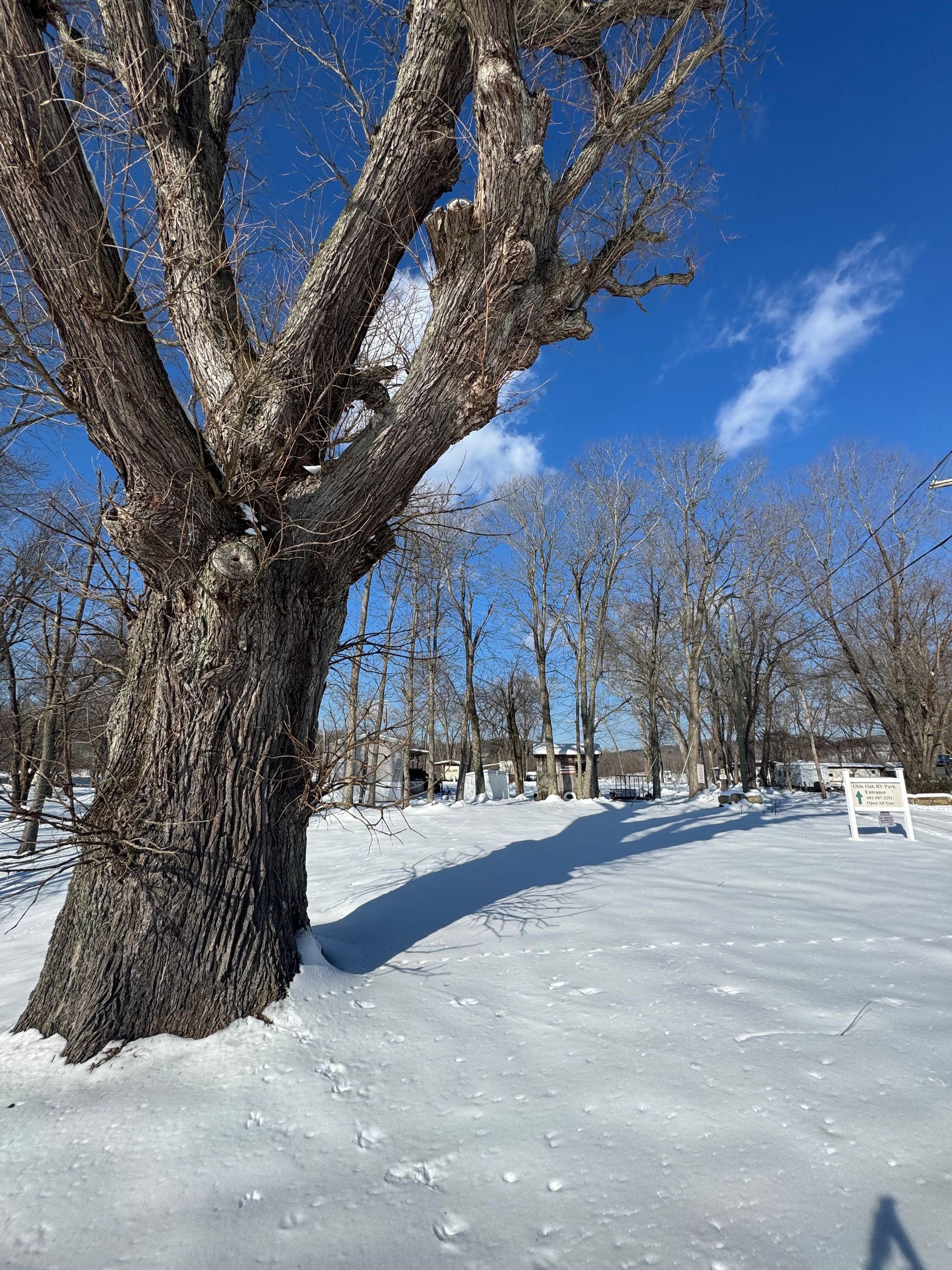 A large tree is standing in the middle of a snow covered field.