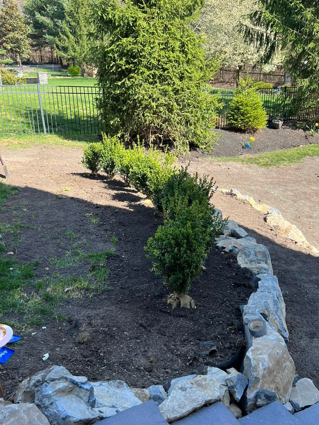 A row of bushes growing in a garden surrounded by rocks.