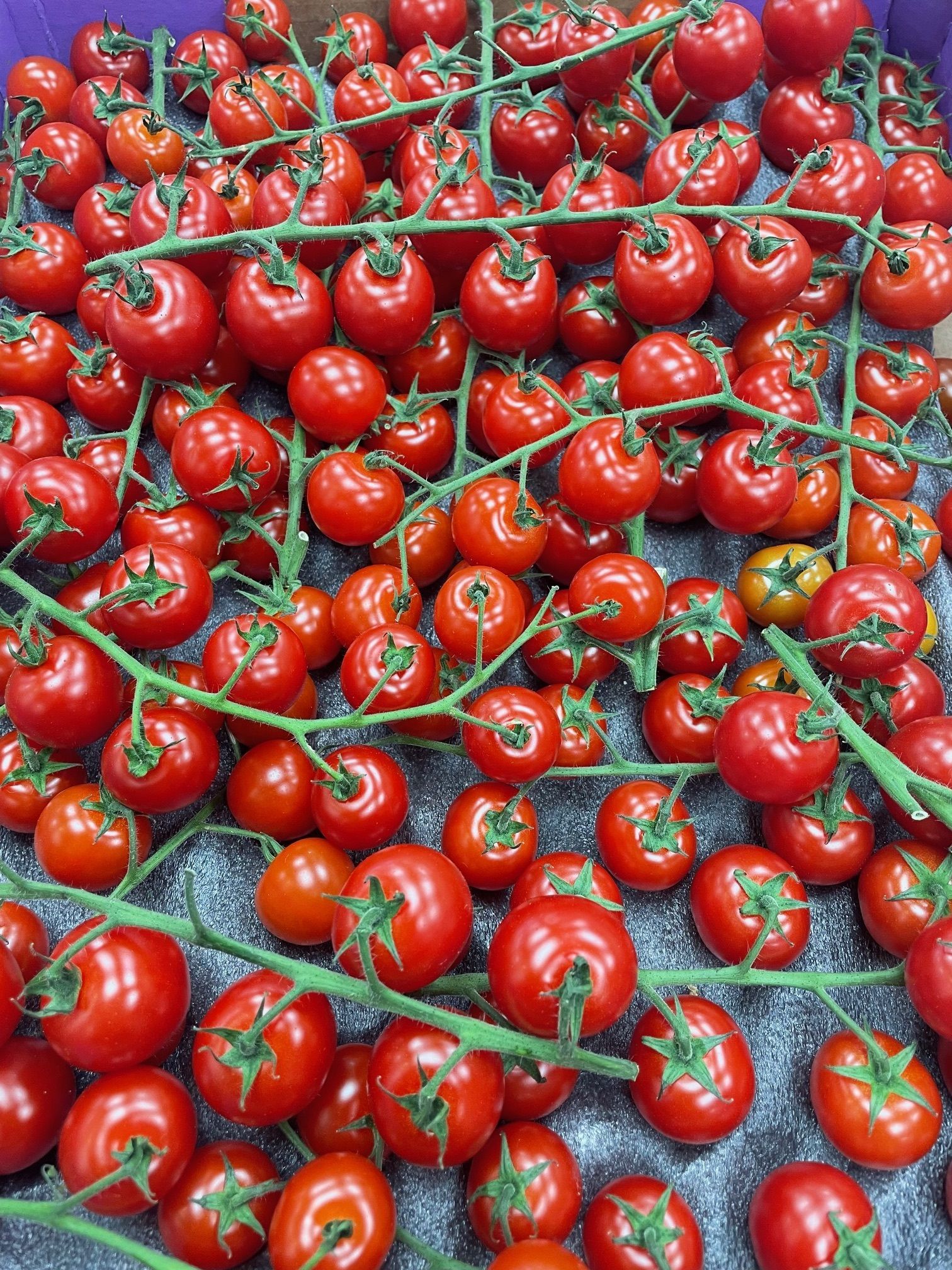 A bunch of tomatoes are sitting on a table