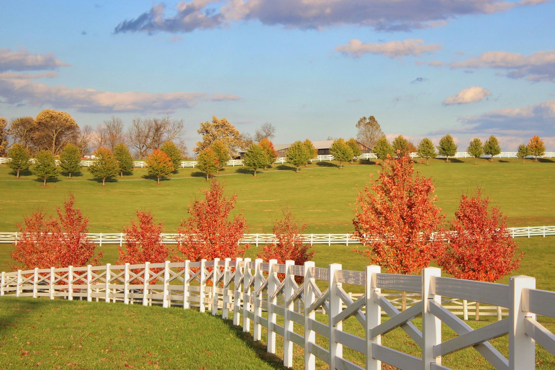 White fence and red autumn trees in a green field under a blue sky