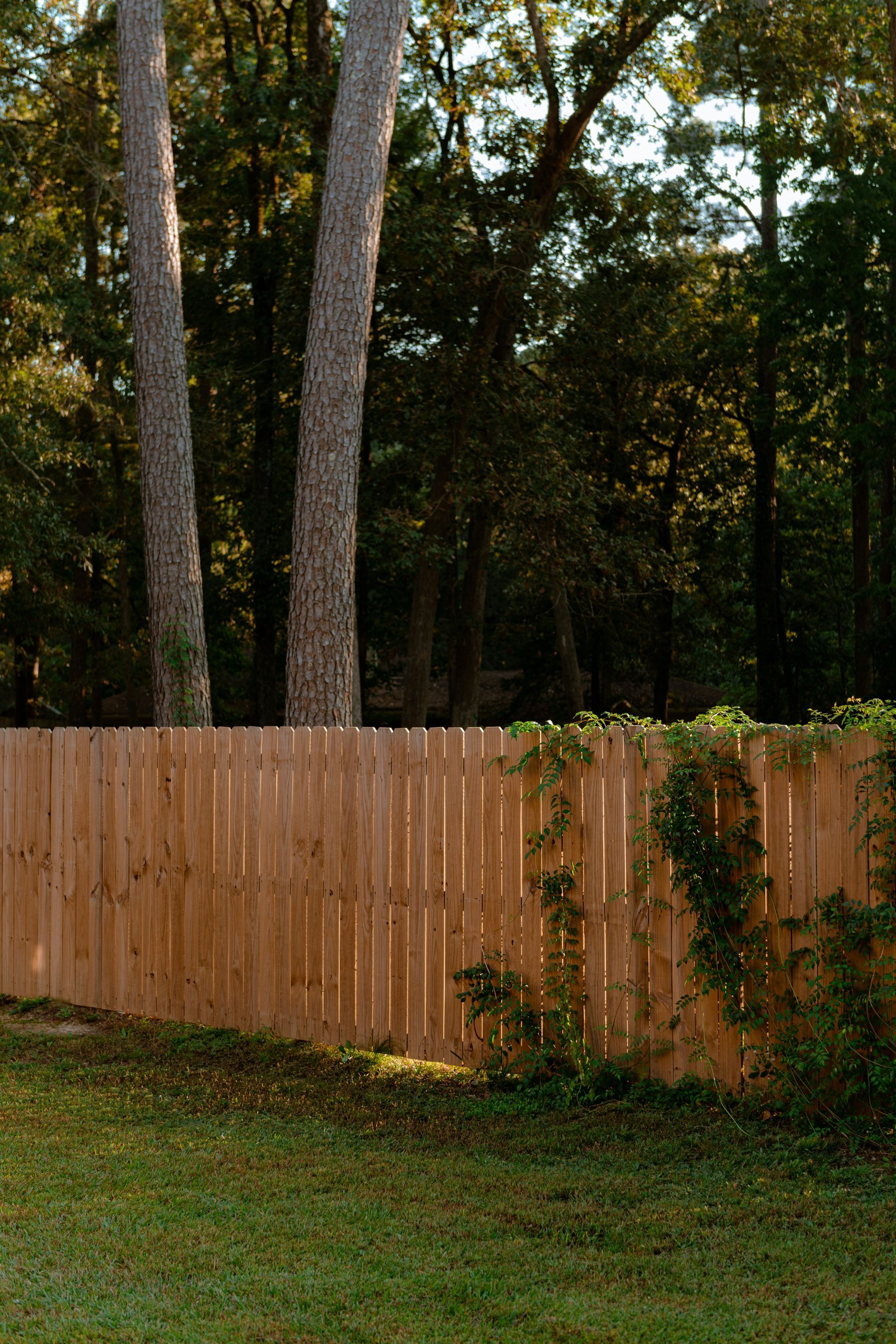 Wooden fence in a grassy yard with tall trees and climbing vines behind it