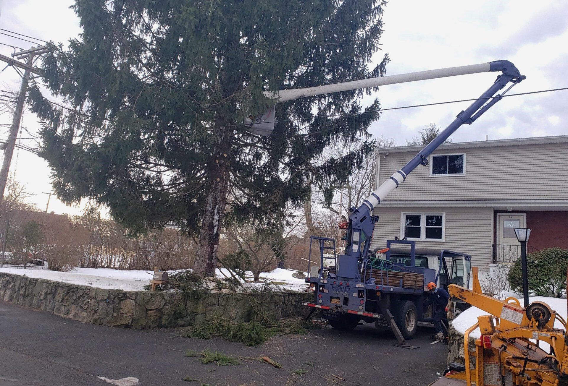 Tree pruning/trimming