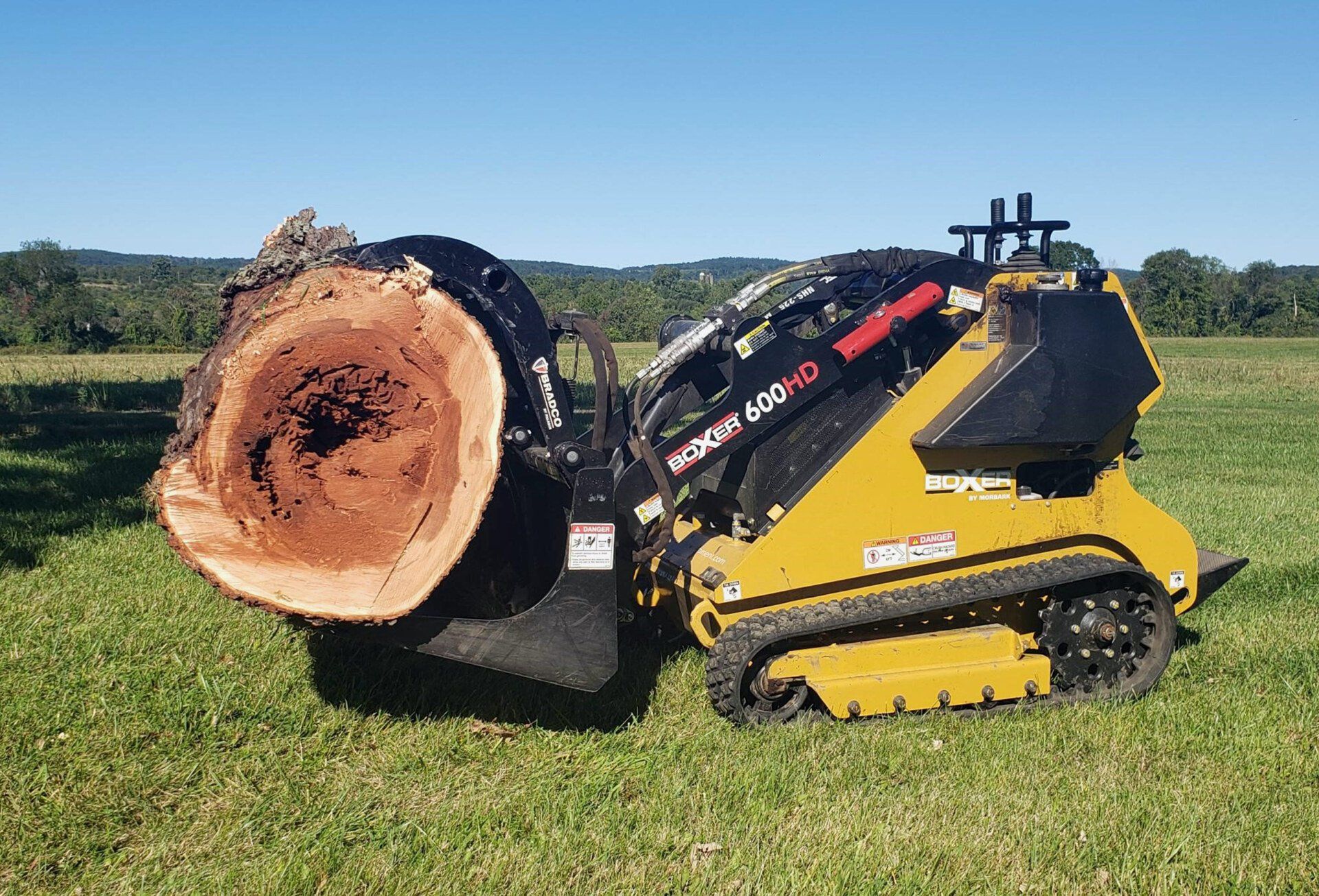 Tree removal