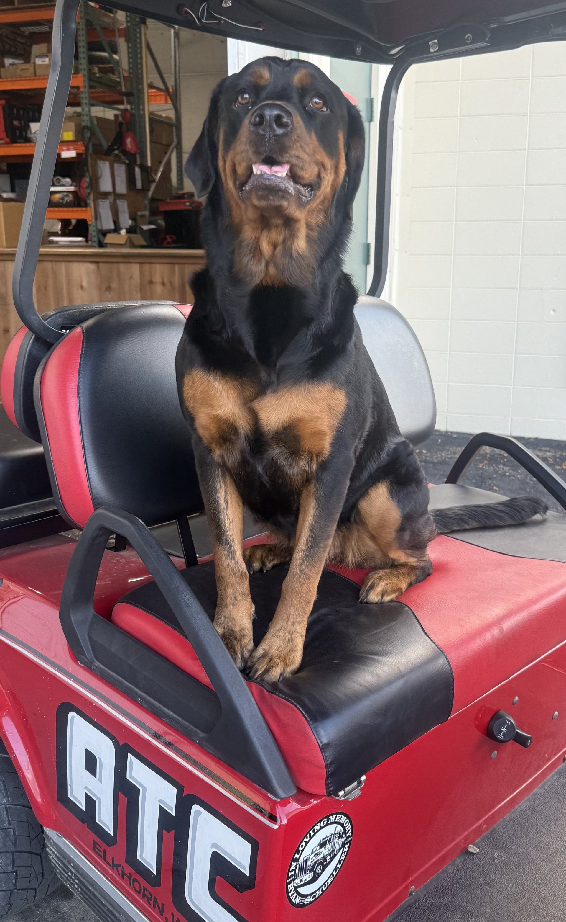 Rottweiler dog sitting in red and black golf cart, looking up with a happy expression.