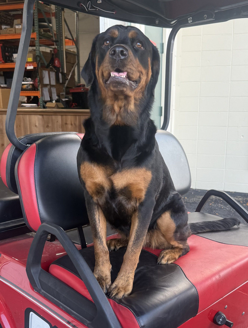 Rottweiler dog sits happily on a red golf cart seat; black and tan fur, outdoors.