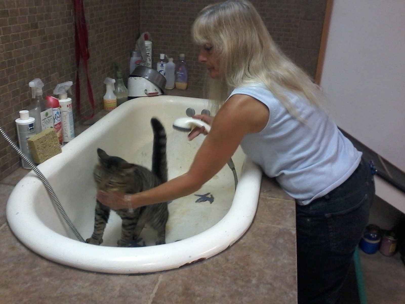 Cat Grooming Feline Grooming Pottstown, PA