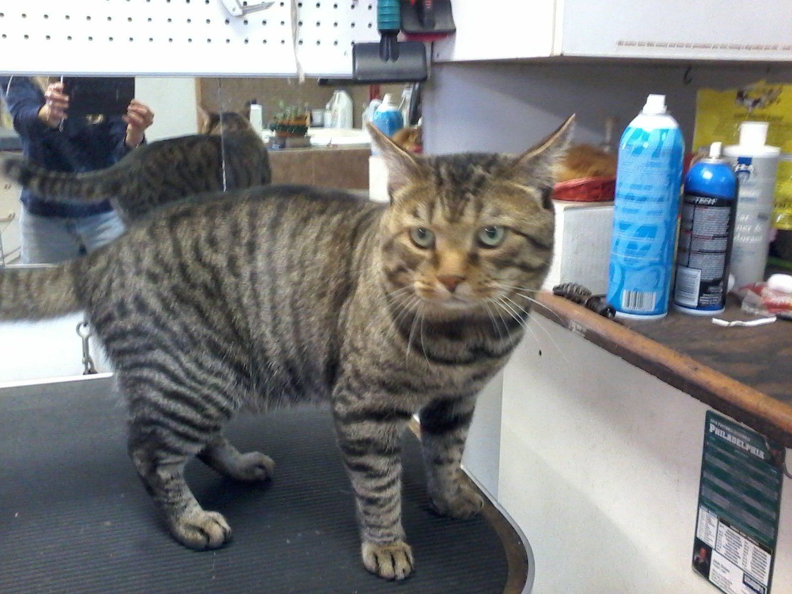 Cat Bathing services