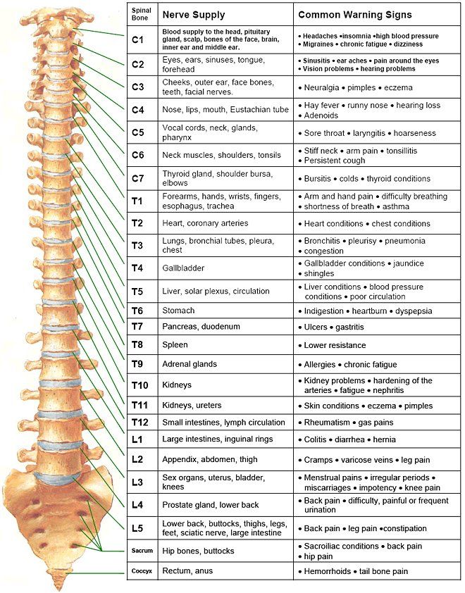 Spine chart