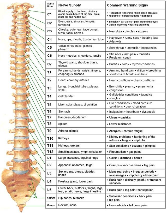Chiropractic Spine Diagram