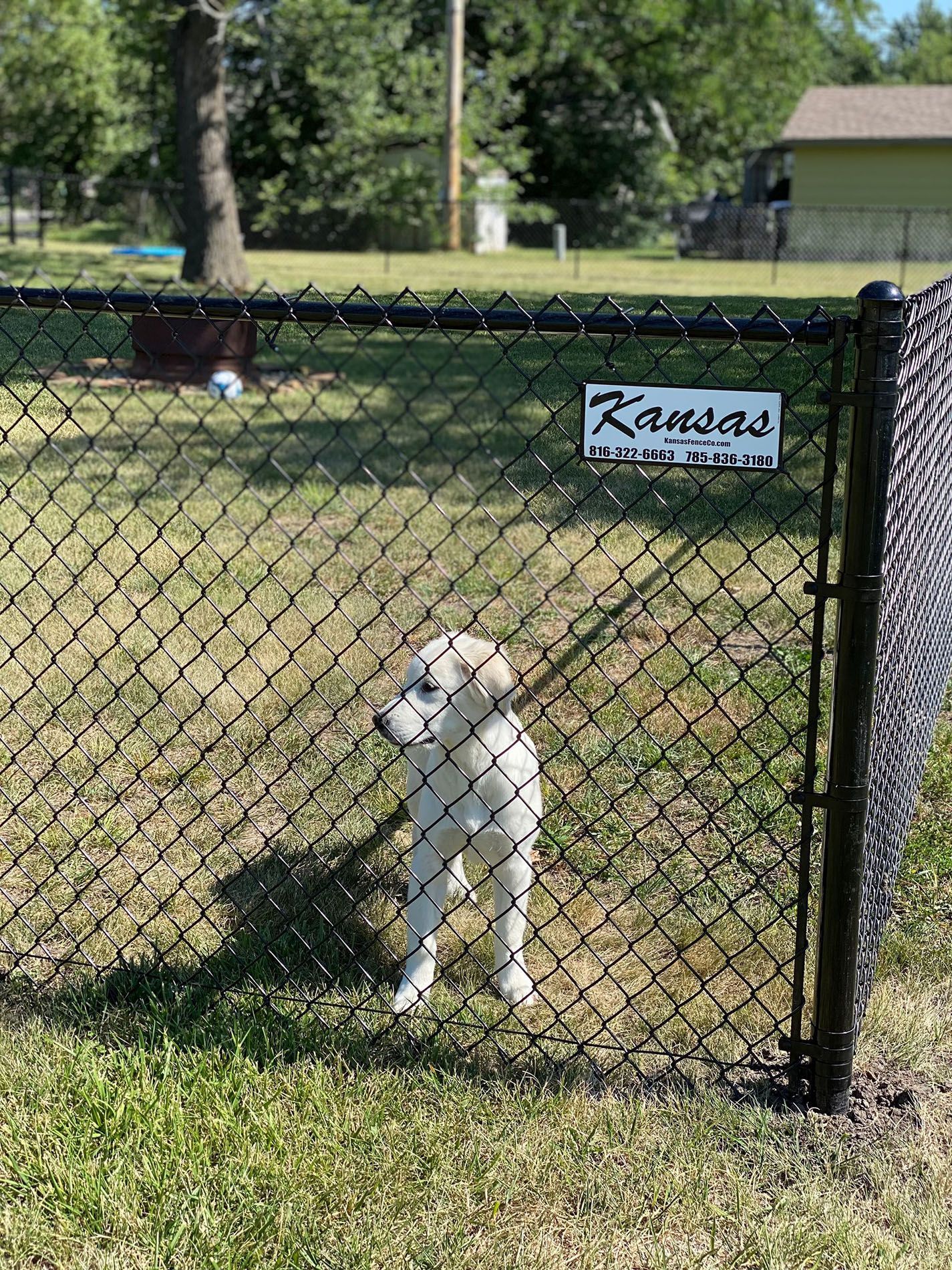 A white puppy is standing behind a chain link fence.