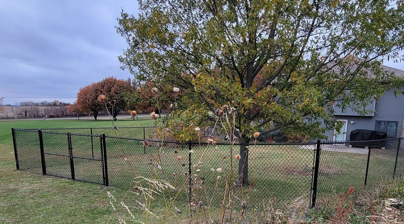 A chain link fence is surrounding a tree in a yard.