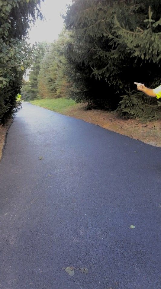 A person is pointing at a tree on the side of a road.