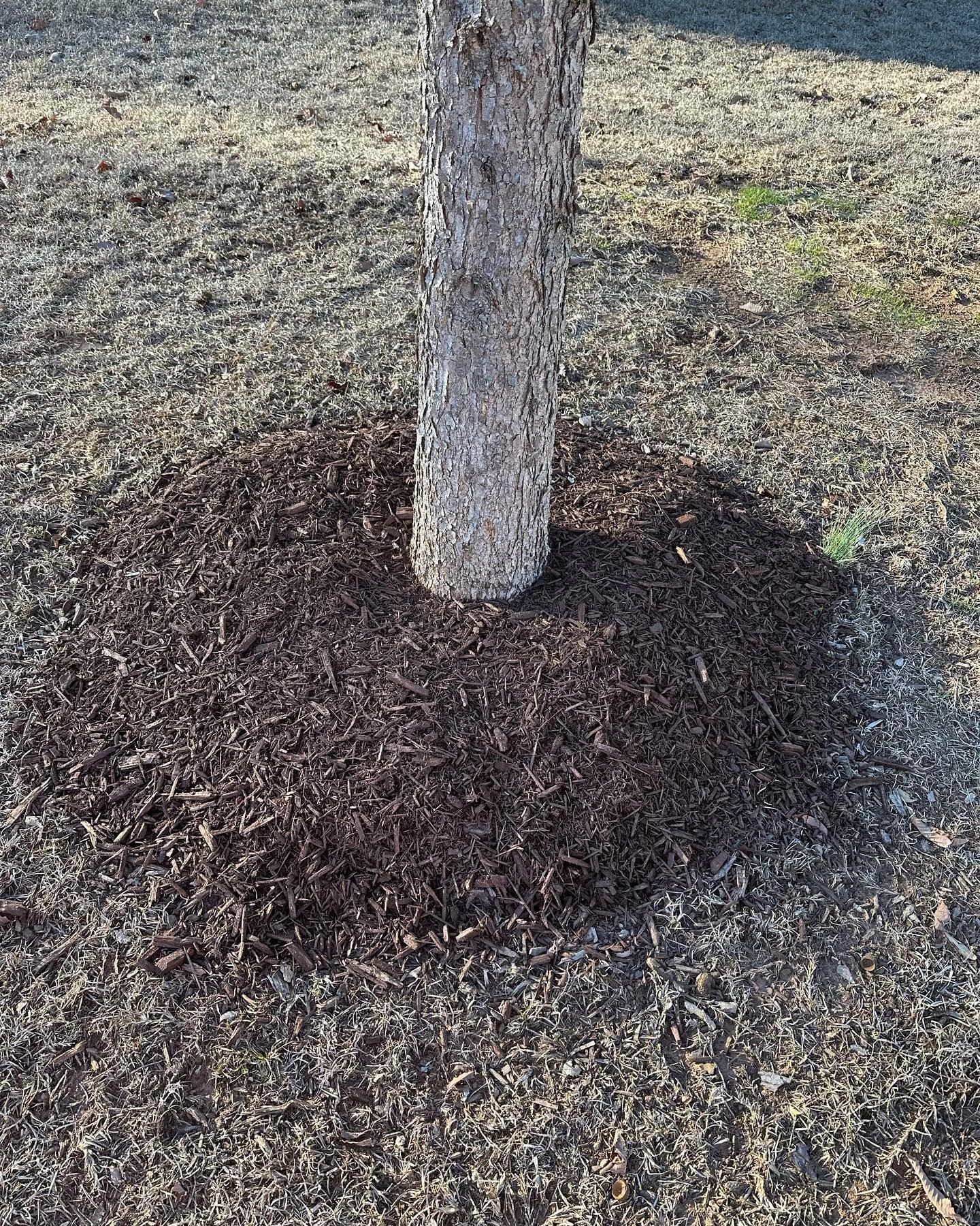 A tree trunk is surrounded by a pile of mulch.