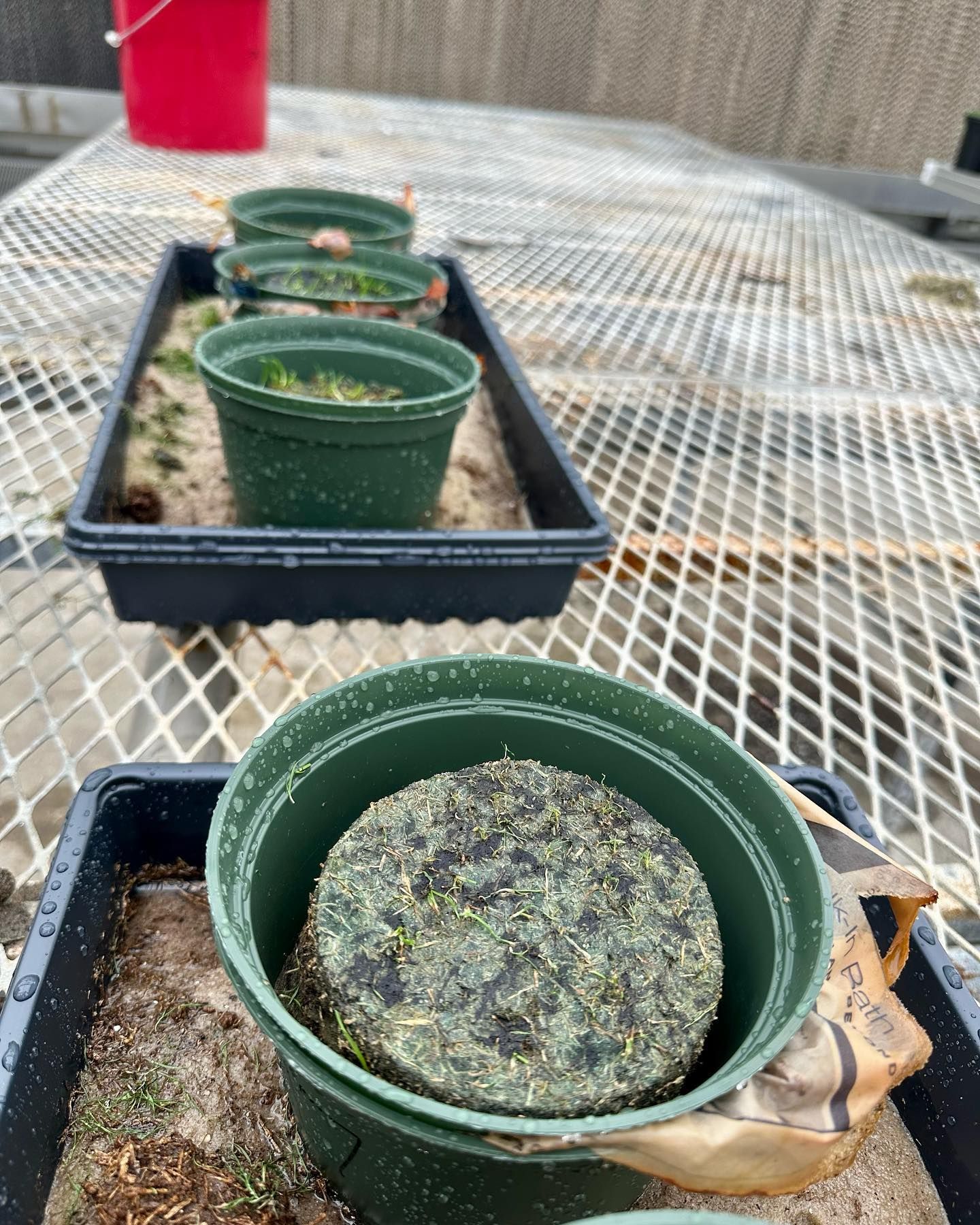 A row of green pots sitting on top of a metal table.