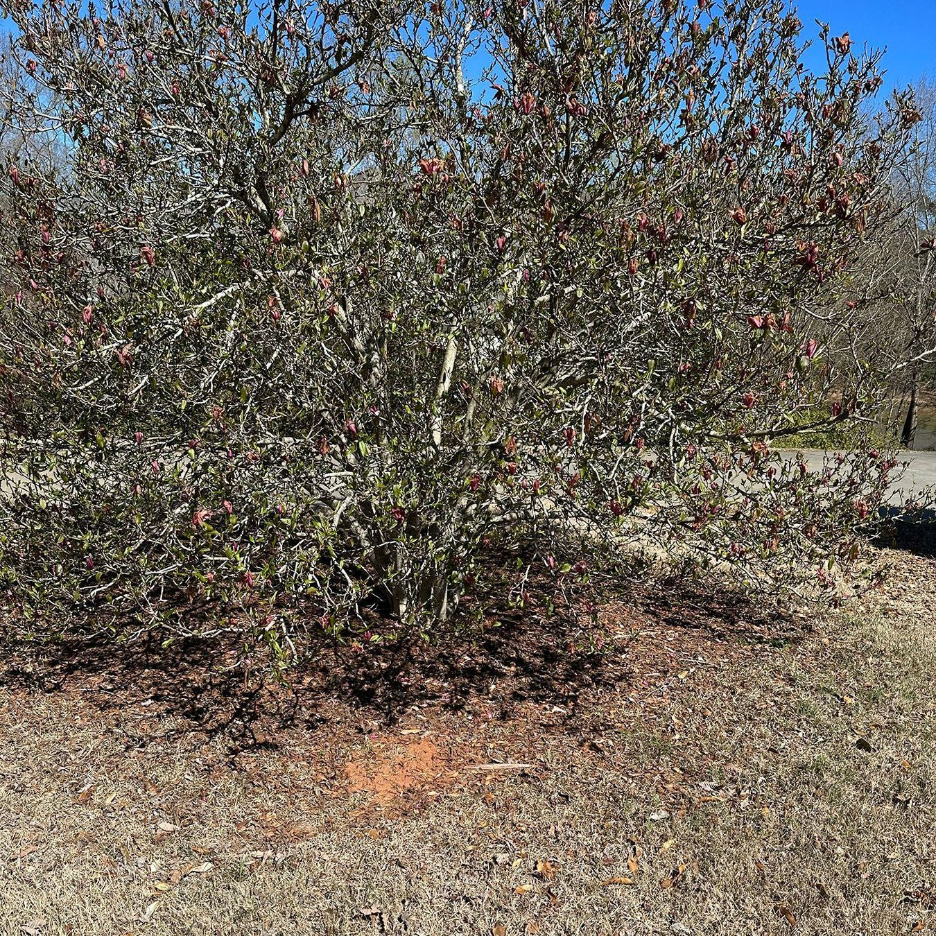 A large tree with lots of leaves is in the middle of a dirt field.