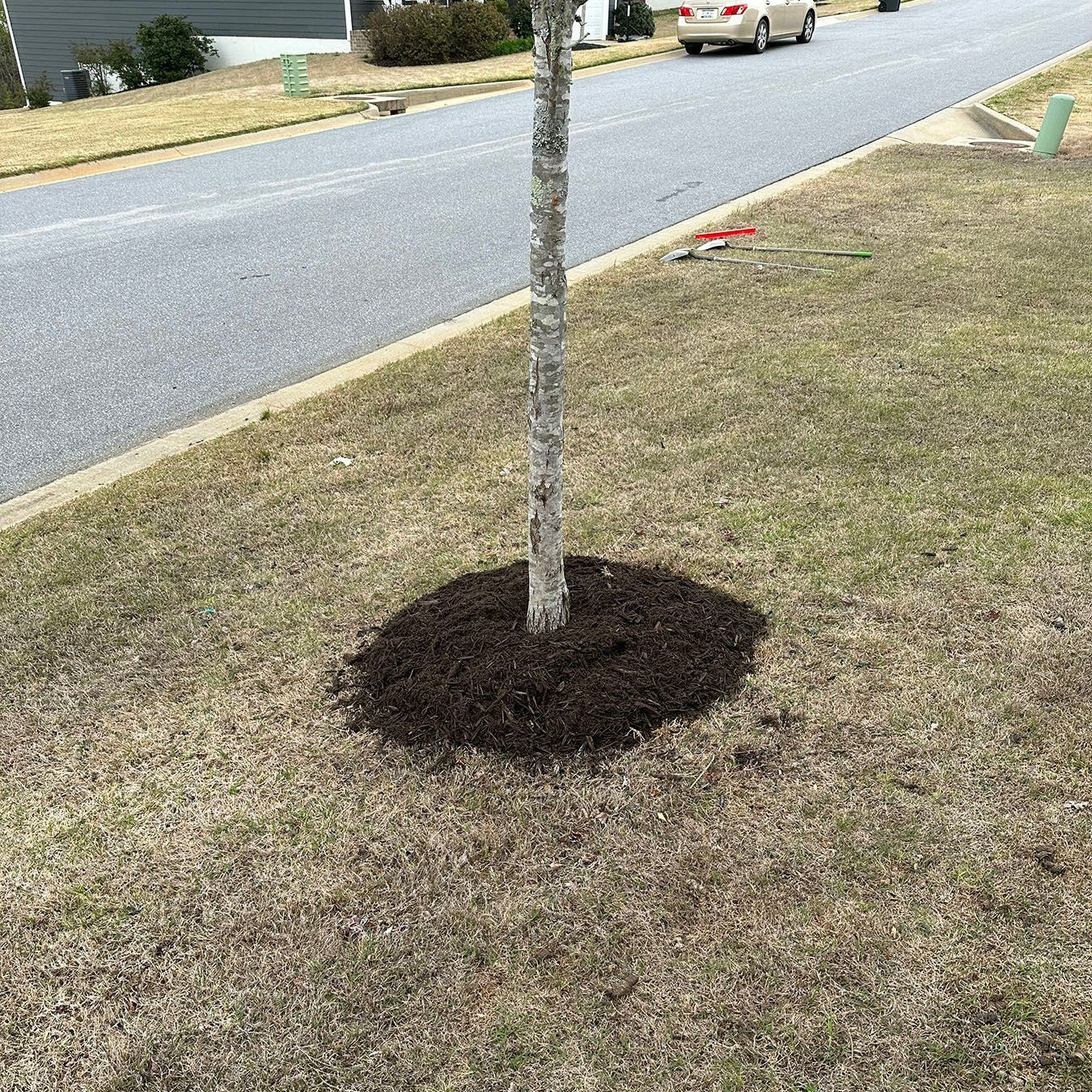 A tree is sitting in the middle of a lush green field next to a road.