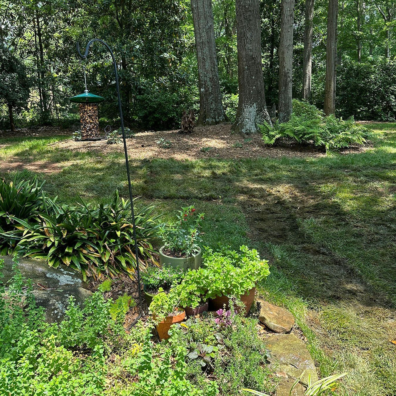 A garden with lots of plants and trees in the background.