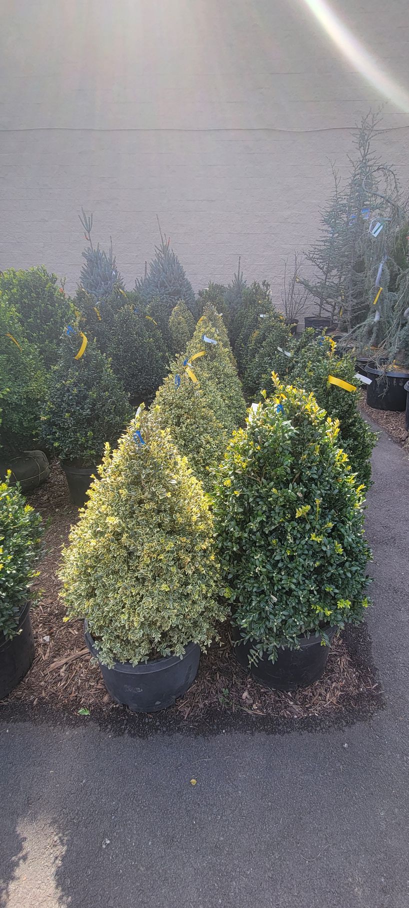 Several potted, cone-shaped shrubs with variegated green and gold leaves arranged outdoors on a paved surface.