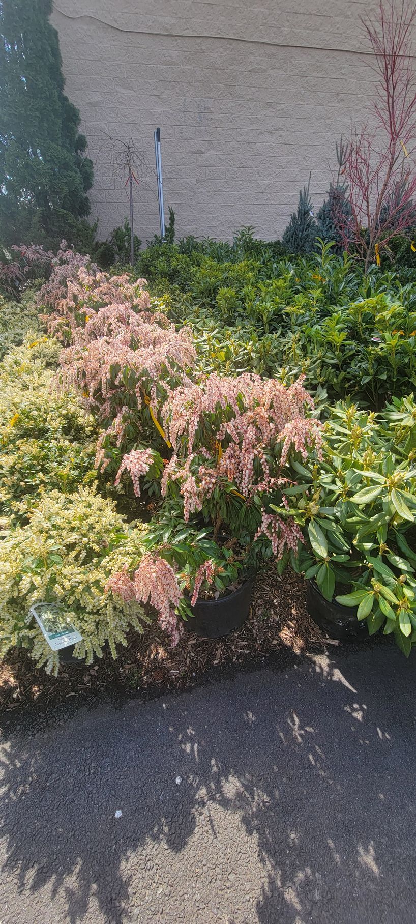 A nursery display of potted plants, featuring bushes with pink-tinged leaves and green shrubs against a brick wall.