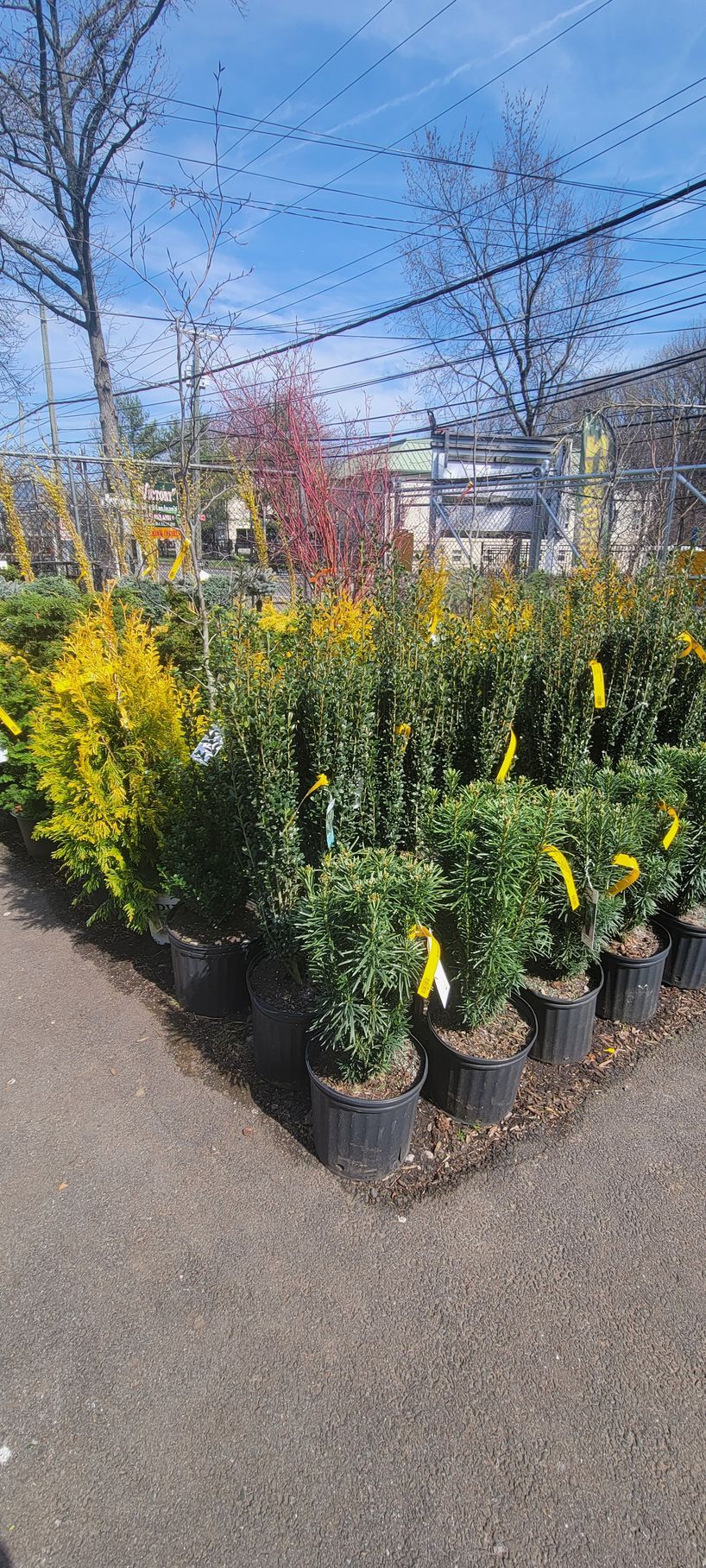 Rows of potted evergreen shrubs with yellow tags, arranged in a nursery under a clear blue sky.