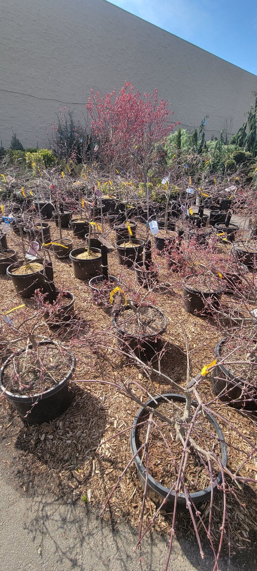 Rows of potted shrubs and small trees in a garden center, with a single bright pink tree in the background.