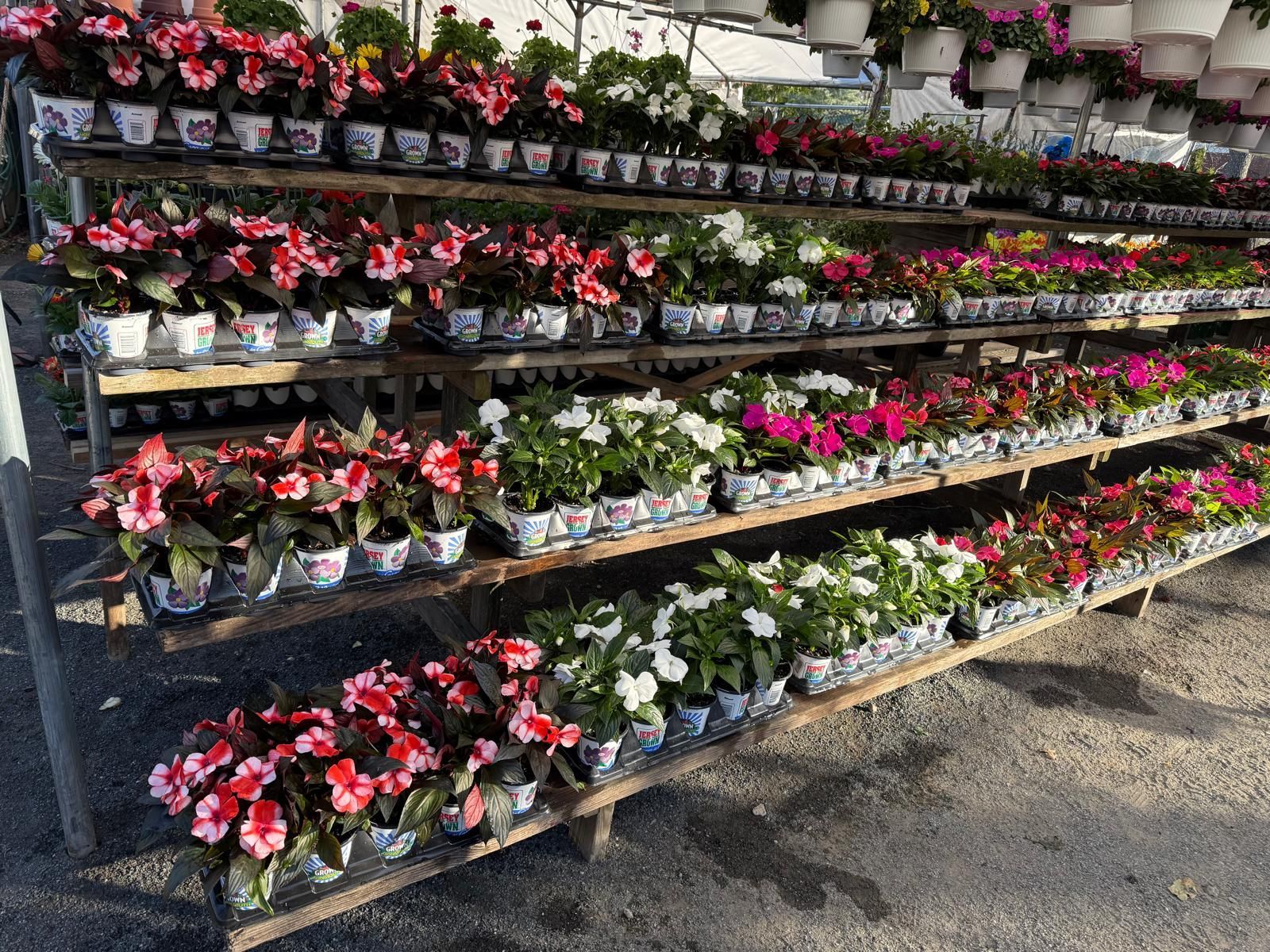 A multi-tiered wooden display stand holds rows of potted flowering plants in various colors at an outdoor nursery.