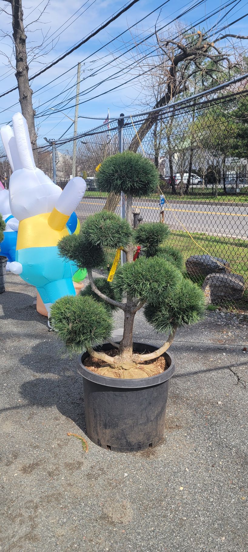 A topiary juniper tree in a plastic nursery pot, situated outdoors near a fence and an inflatable rabbit decoration.