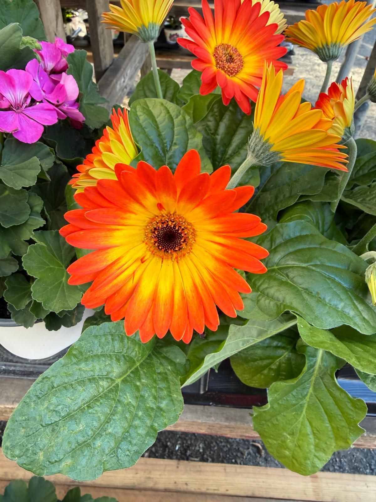 Vibrant orange and yellow gerbera daisies with bright green foliage in a garden setting.