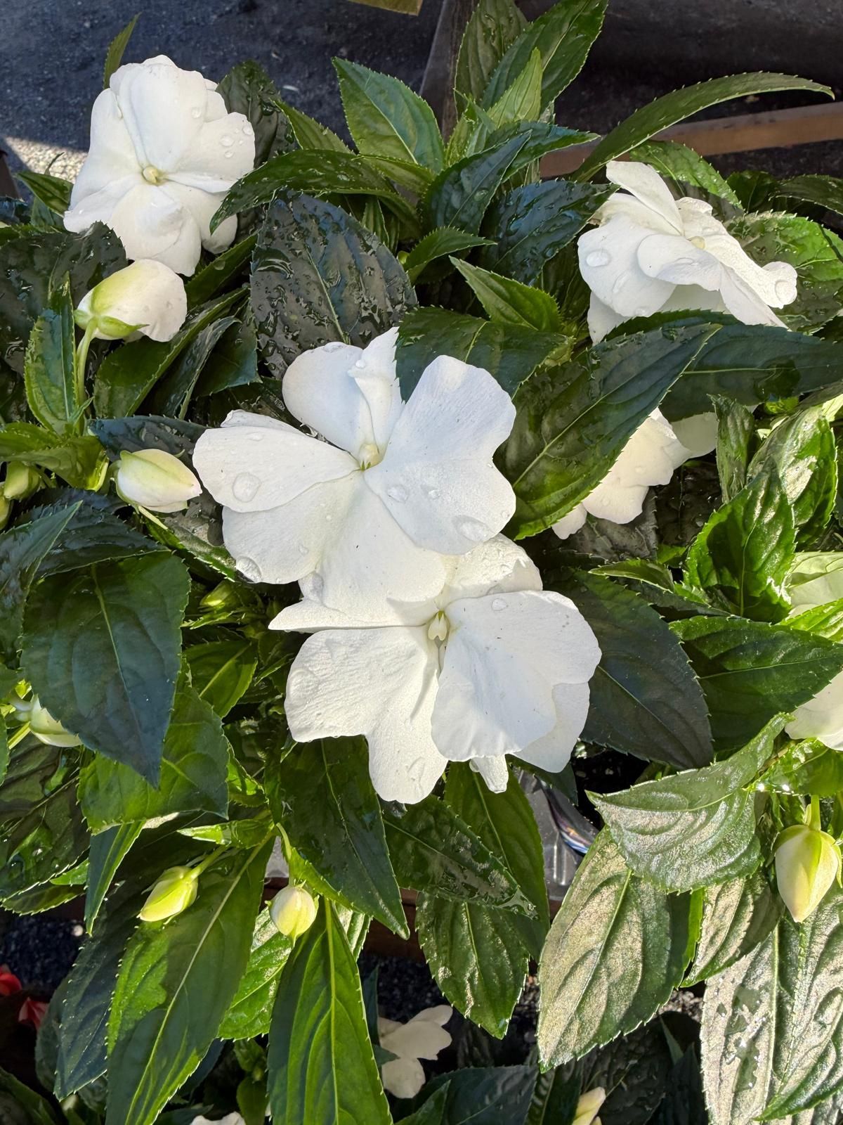 Close-up of vibrant white impatiens flowers surrounded by lush, dark green leaves with visible water droplets.