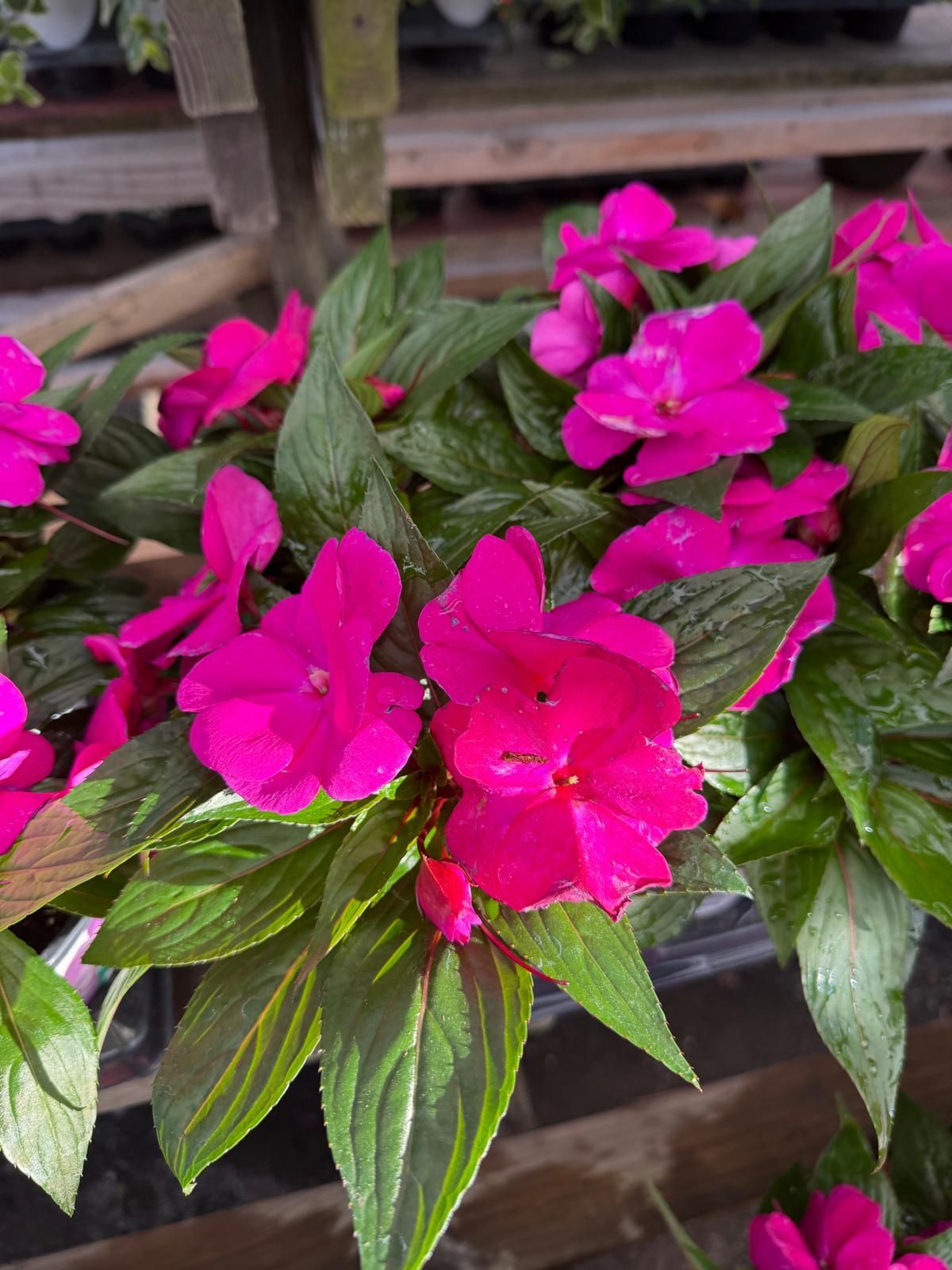 Vibrant magenta New Guinea impatiens flowers with dark green, slightly veined foliage in a nursery setting.