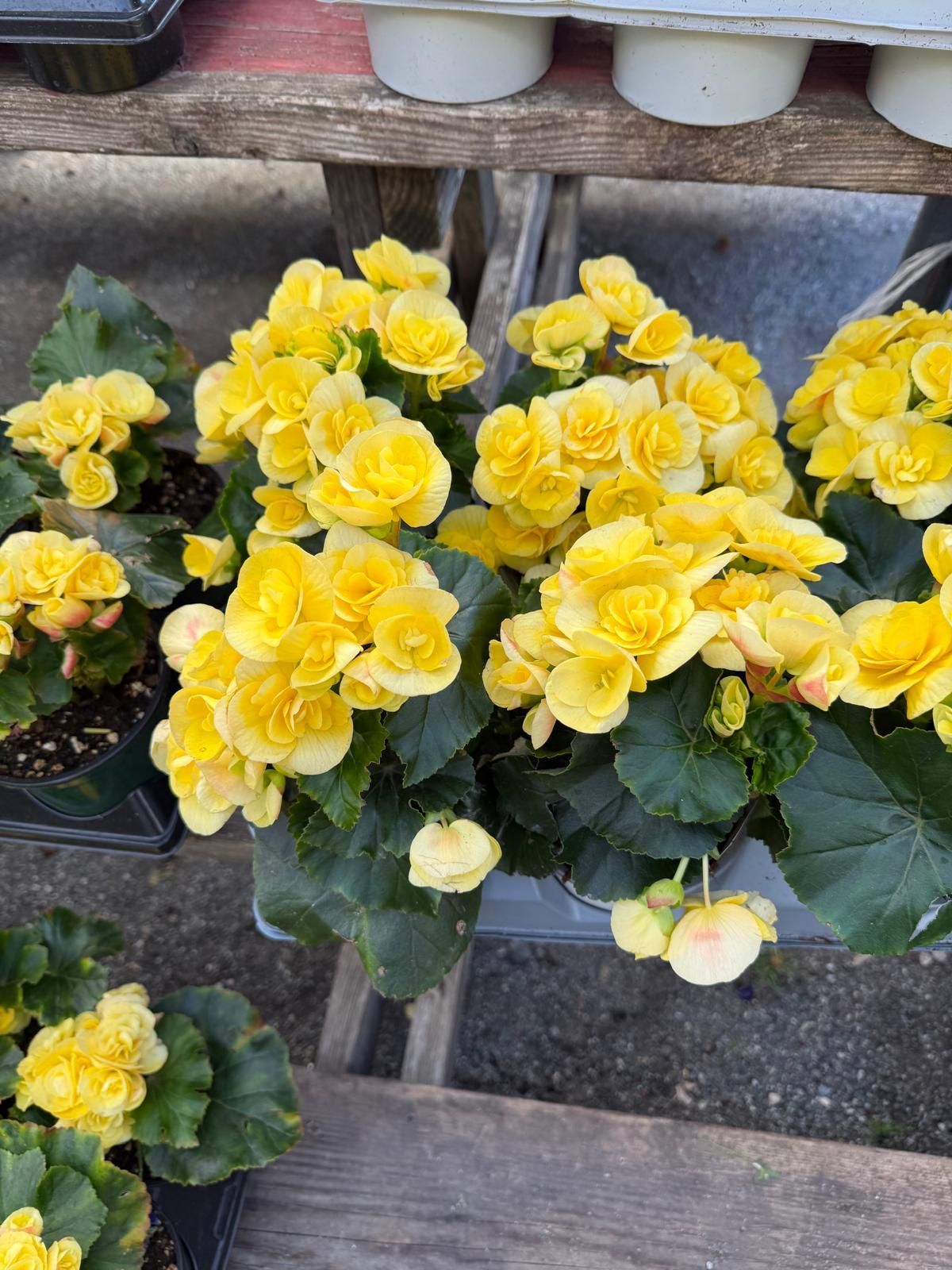 Several potted yellow begonia plants with lush green leaves arranged on a wooden table.