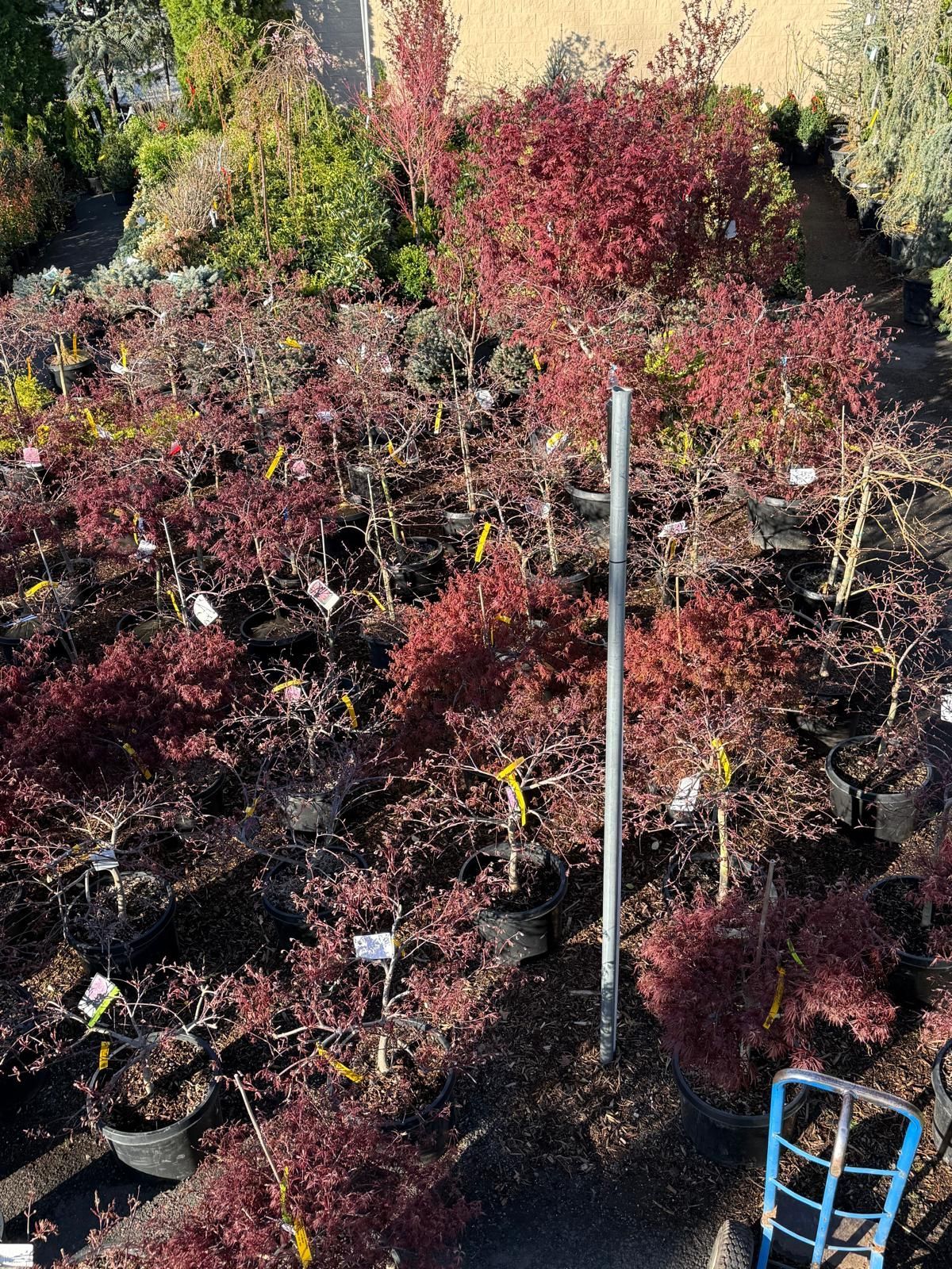 Rows of potted Japanese maple trees with vibrant red foliage at an outdoor nursery.