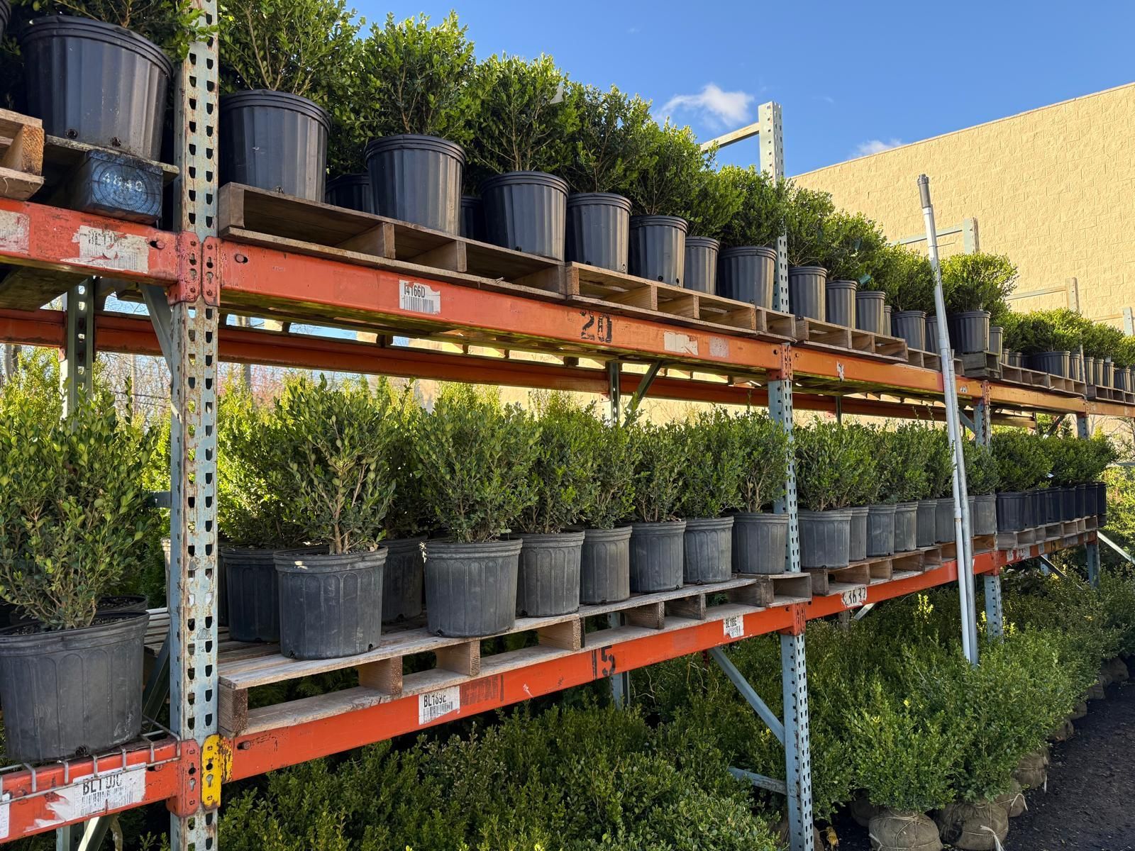 Potted shrubs arranged in rows on two orange industrial warehouse racks against a blue sky.