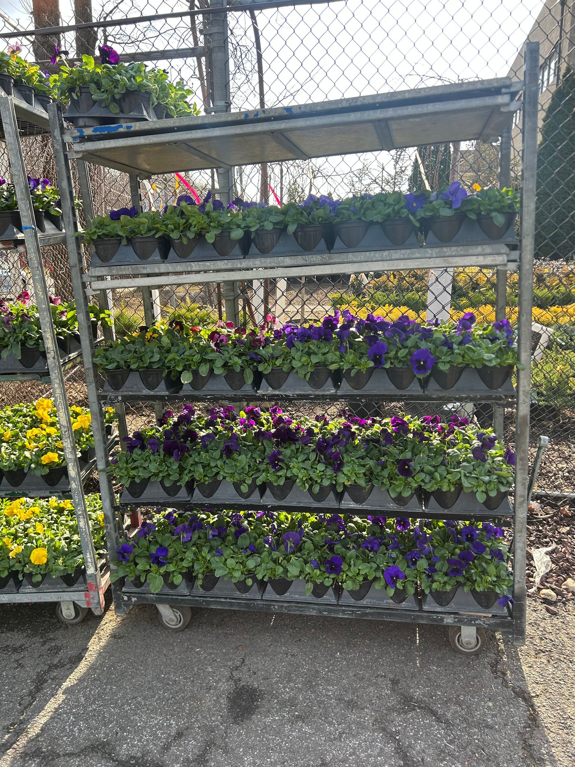 A cart filled with lots of purple and yellow flowers.
