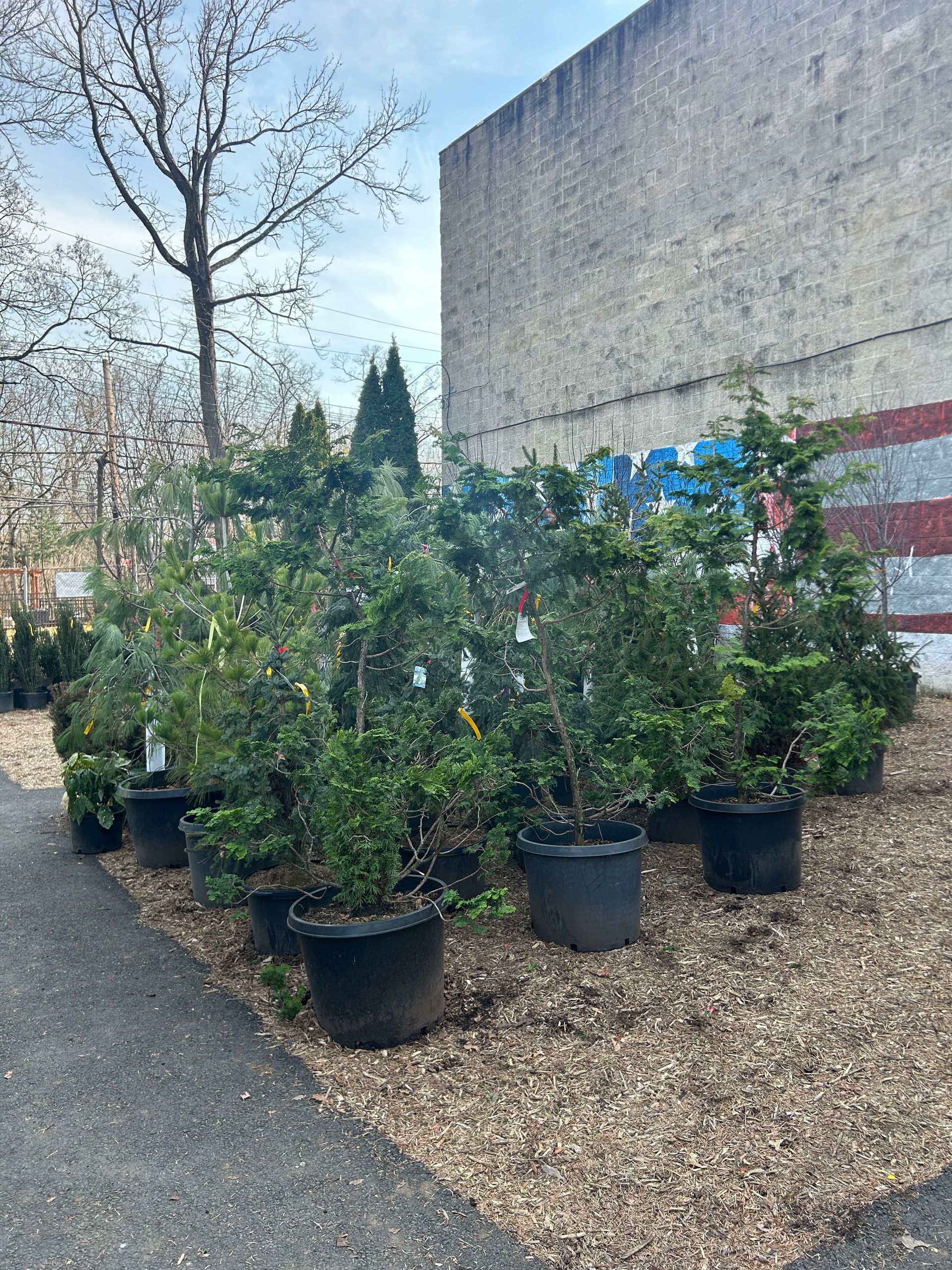 A bunch of potted plants are sitting on the side of the road.