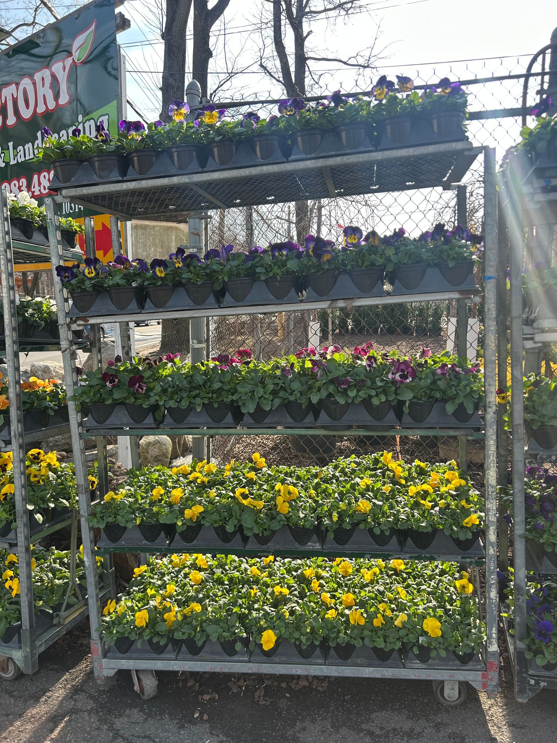 A display of yellow and purple flowers in pots