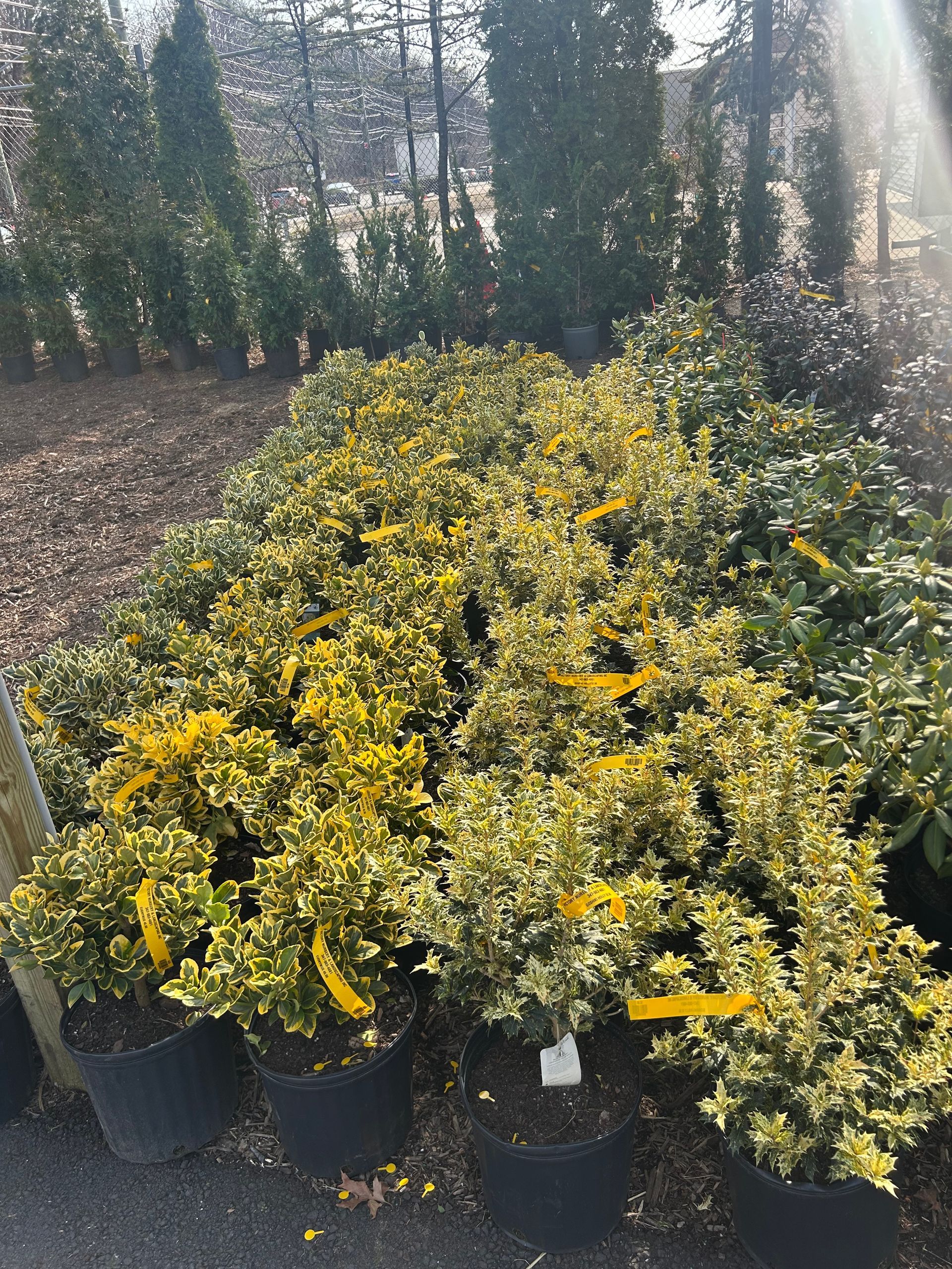 A bunch of potted plants with yellow ribbons on them