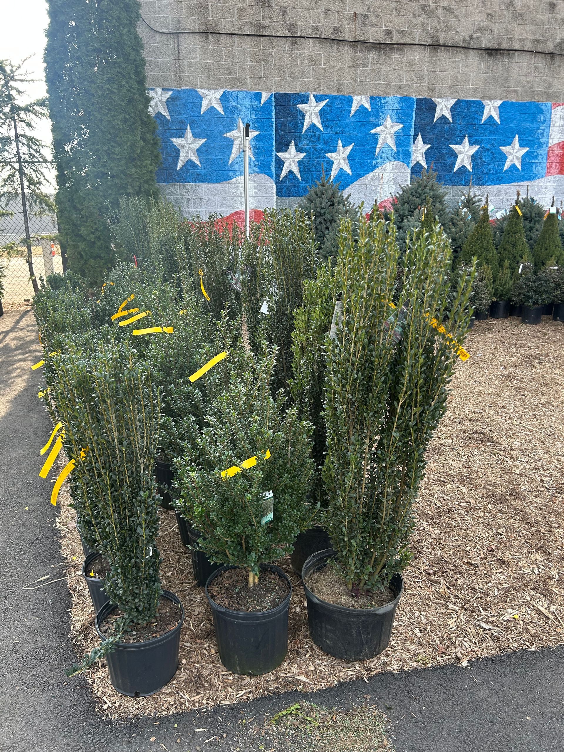 A bunch of potted plants are sitting in front of an american flag.