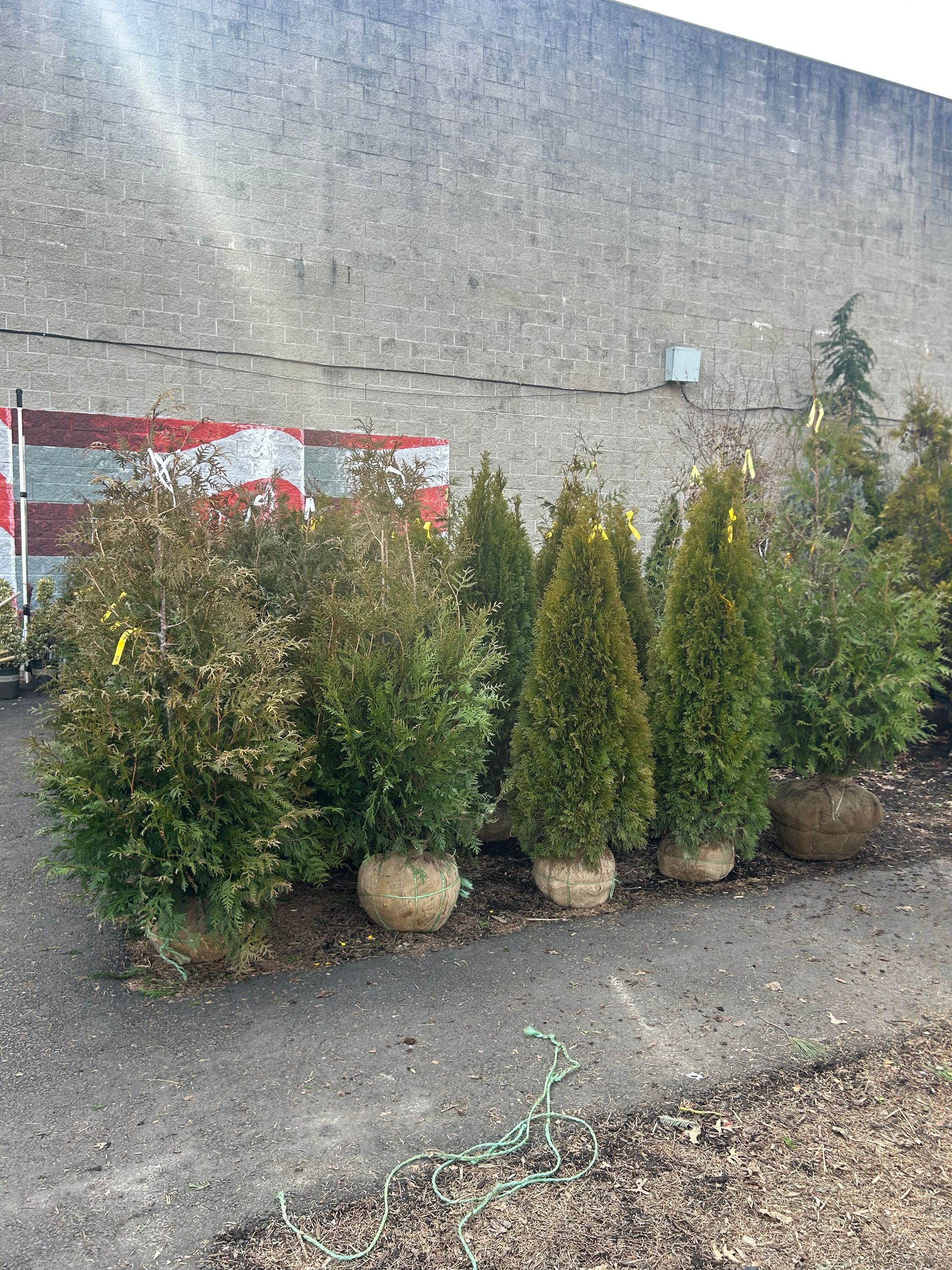 A bunch of trees are sitting on the ground in front of a building.
