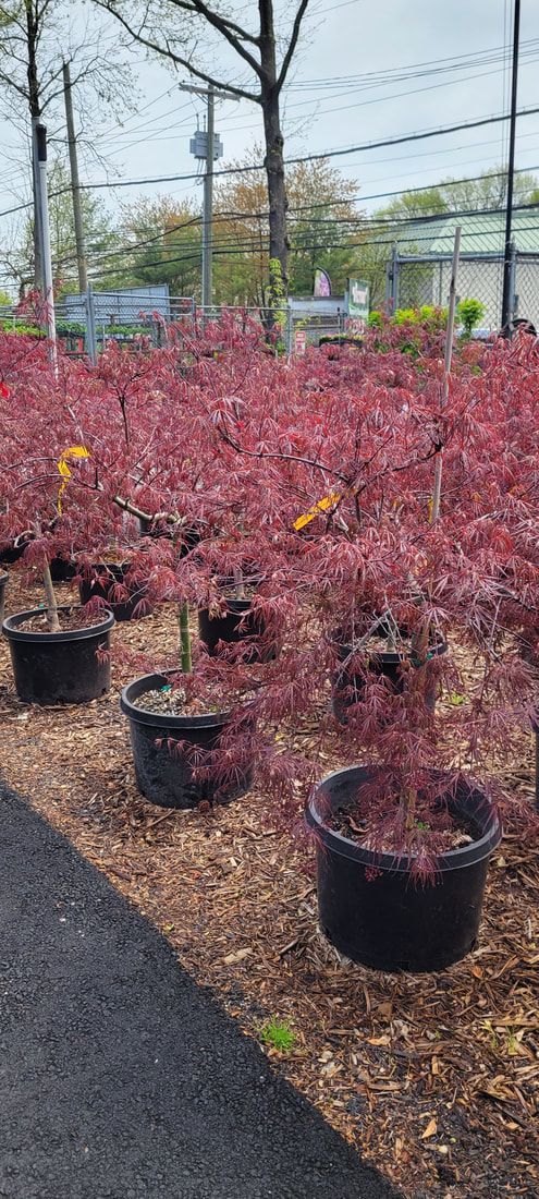 A row of potted trees with red leaves in a greenhouse.