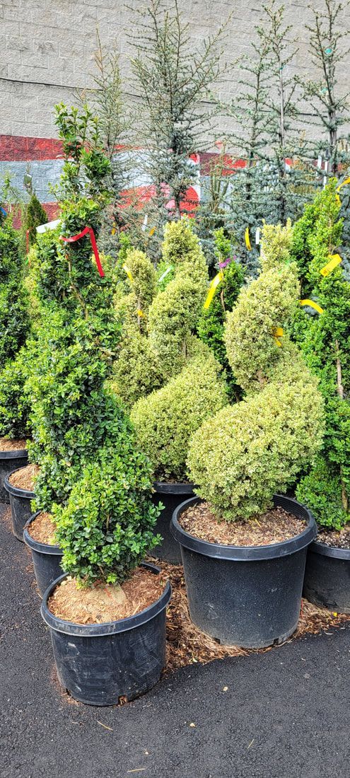 A bunch of potted plants are sitting on the ground.
