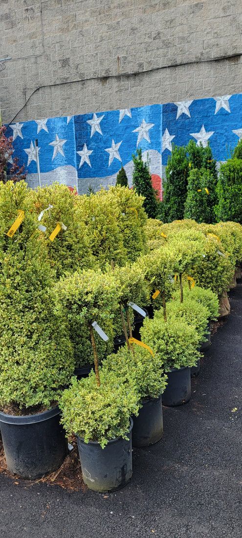 A bunch of potted plants are sitting in front of an american flag.