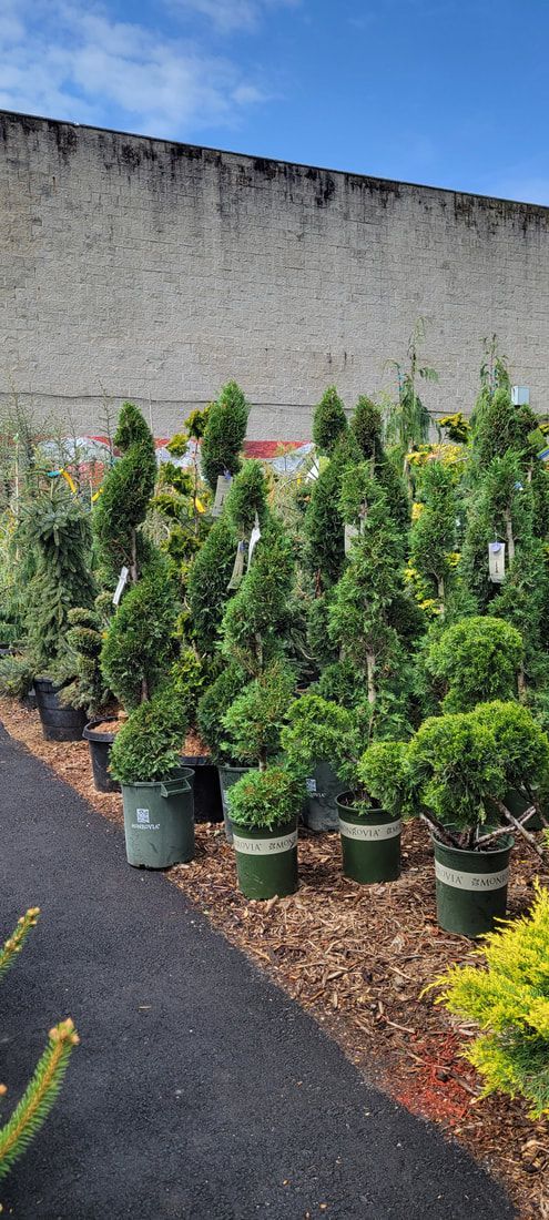A bunch of potted plants are sitting on the ground in a garden.
