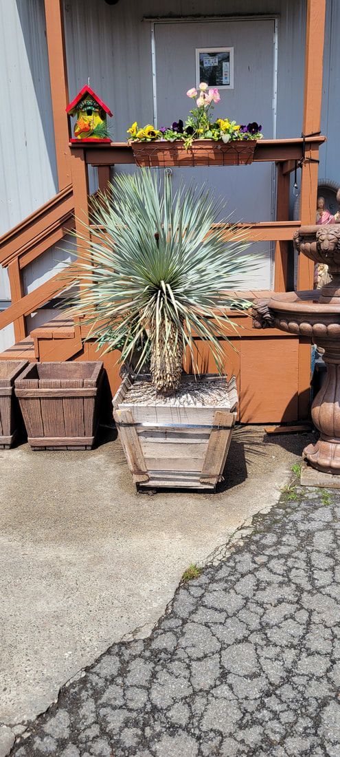 A potted plant is sitting on a patio next to a fountain.