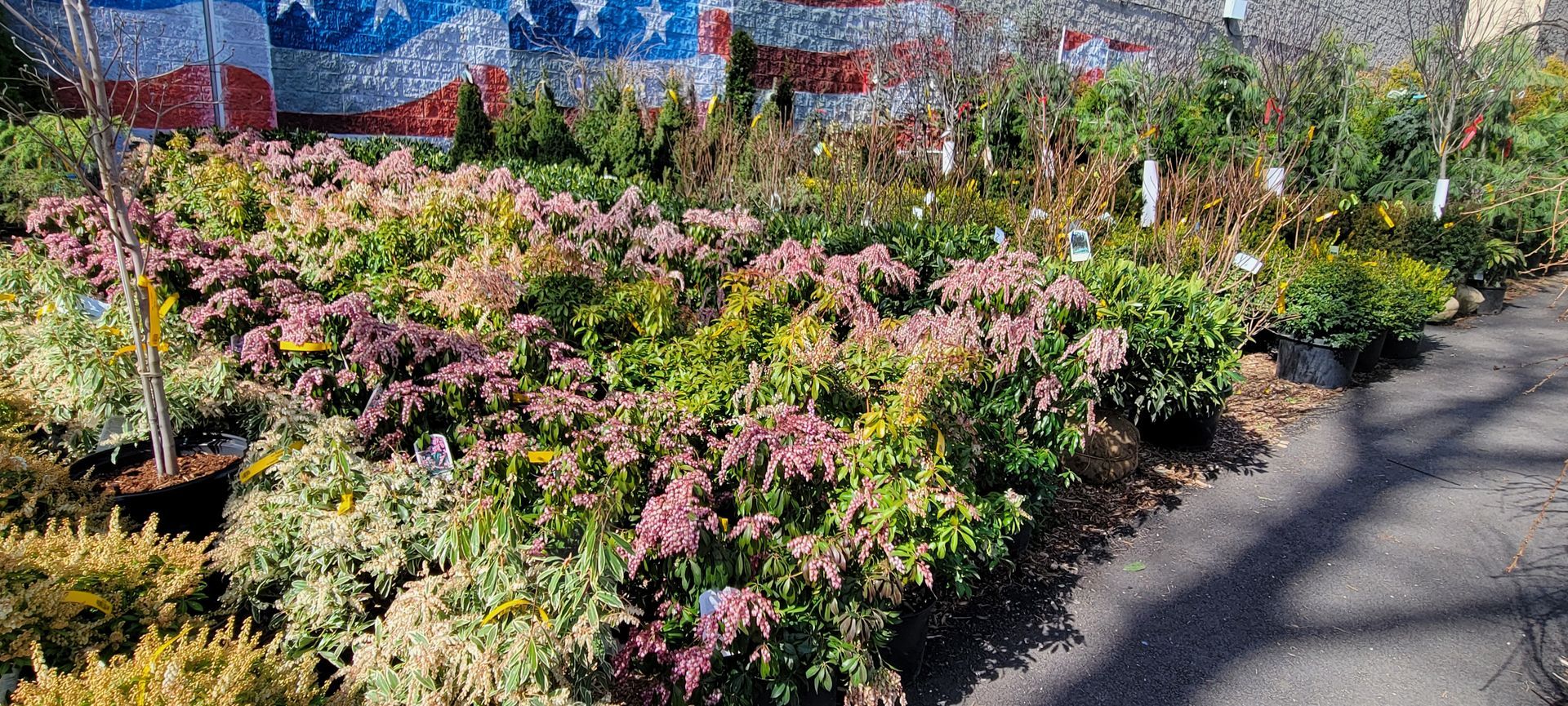 A bunch of plants are lined up on the side of a road.