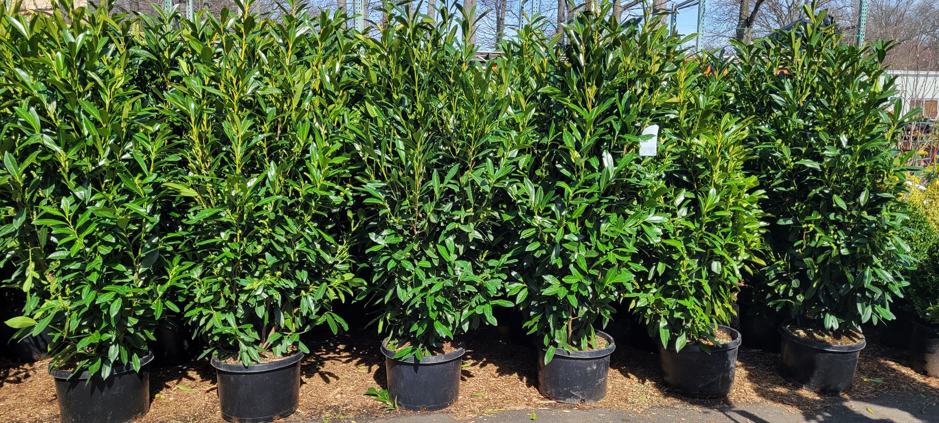 A row of potted plants sitting next to each other in a garden.