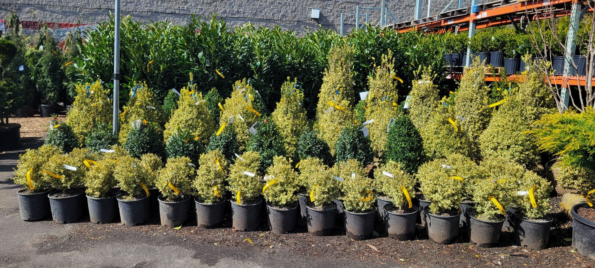 A row of potted plants are lined up in a garden.