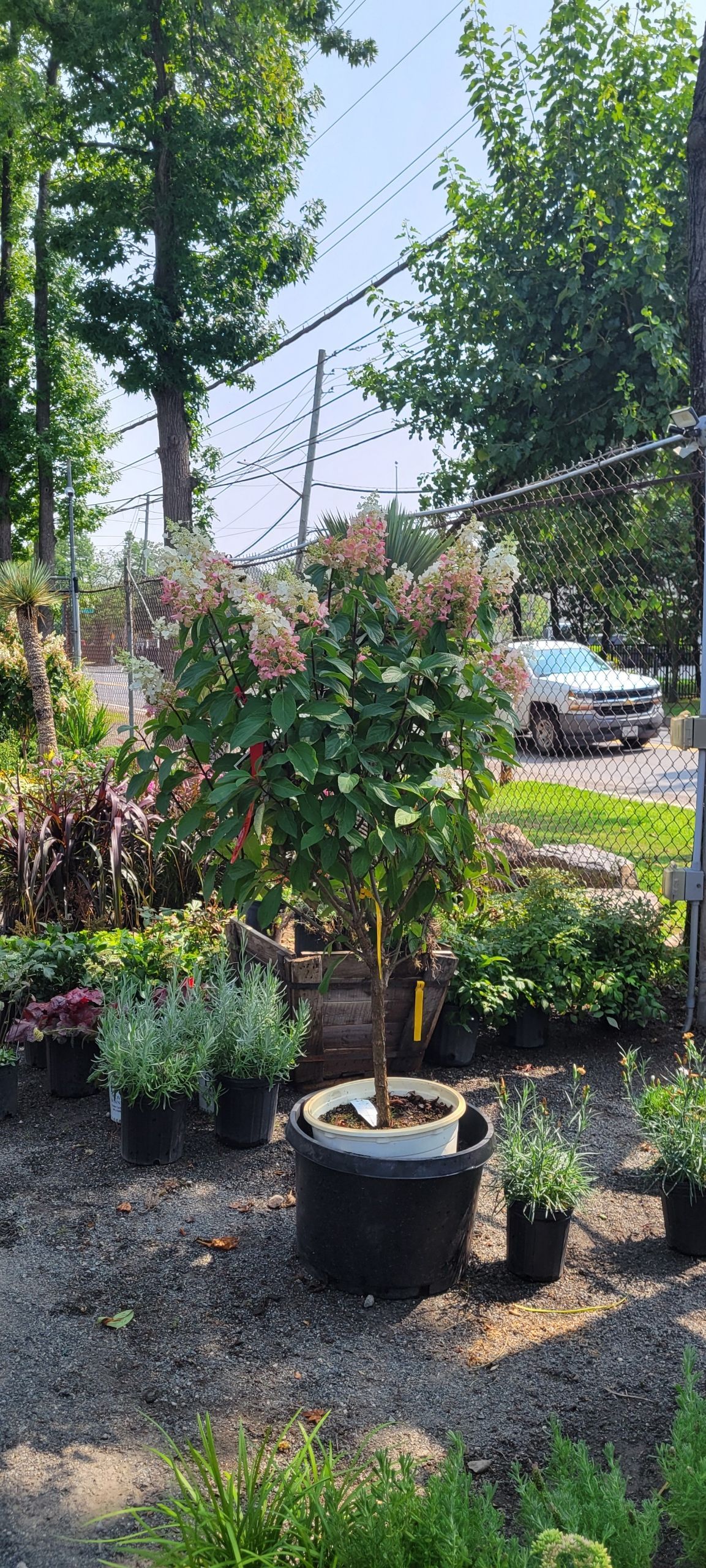 A potted tree with pinkish flowers at a nursery, other plants are nearby. A car is visible on a street.